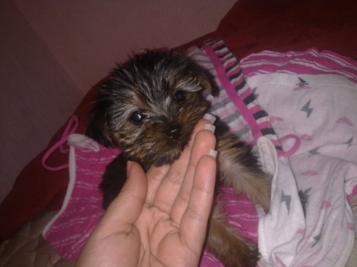 mi beba mi beba